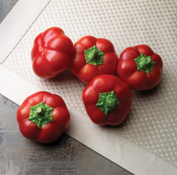 Poivron rouge 'Piment Tomate'