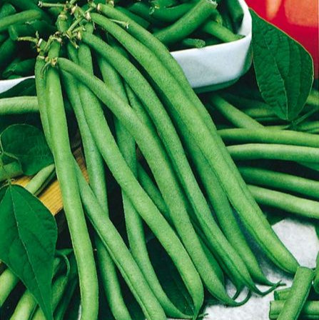 Pole bean 'Blue Lake SB - Stringless'