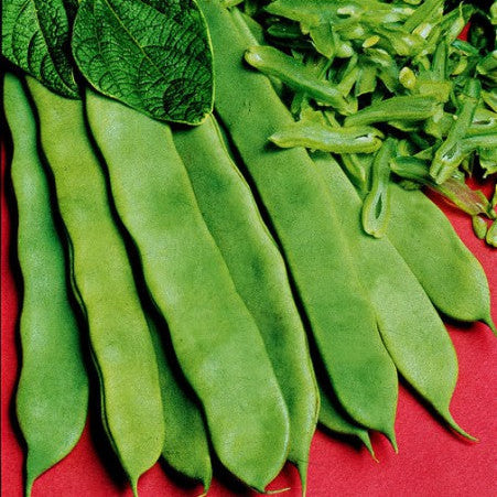 Flat pole bean 'Limka'