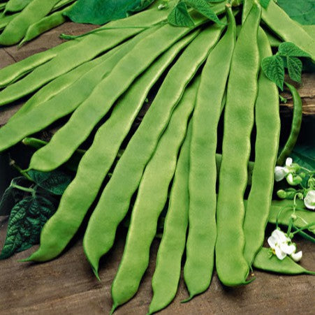 Flat pole bean 'Monachella'