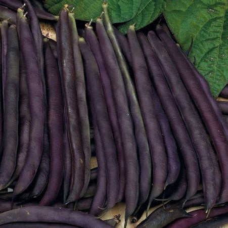 Pole bean 'Royal Burgundy - Stringless'