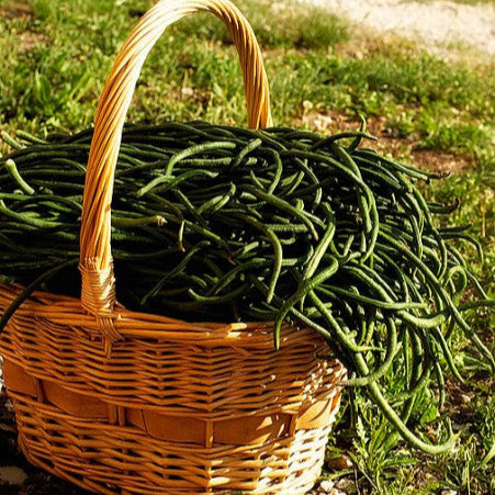 Pole bean 'Yard Metre Long'