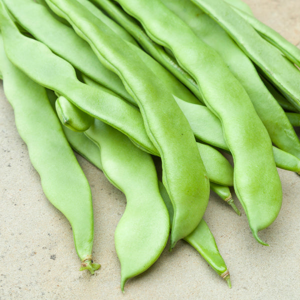 Pole Bean 'Supermarconi S.N.'