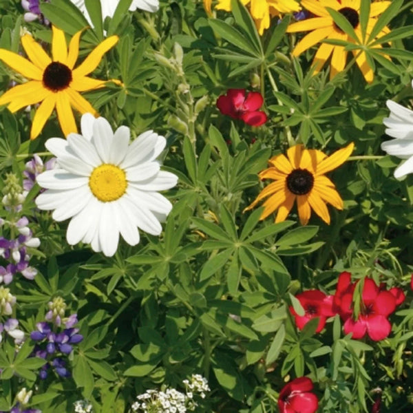 Wildflower Mix 'For Pollinators'