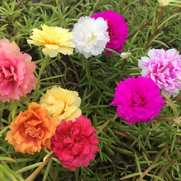 Portulaca 'Double Mixed Colours'