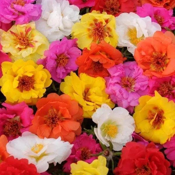 Portulaca Happy Trails™ Mix F1