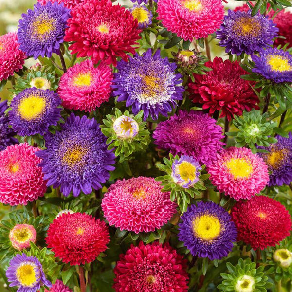 Aster mélange 'Bouquet Powderpuff'