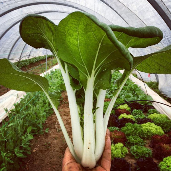 Organic Chinese Cabbage 'Prize Choi'