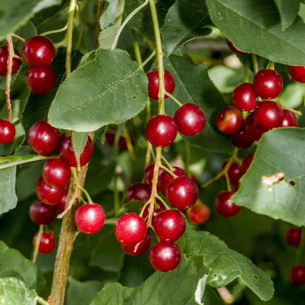 Cerisier à grappes