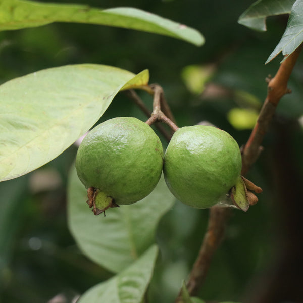 Psidium guajava