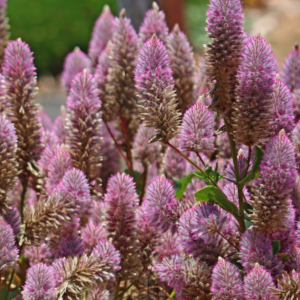 Ptilotus Maltida