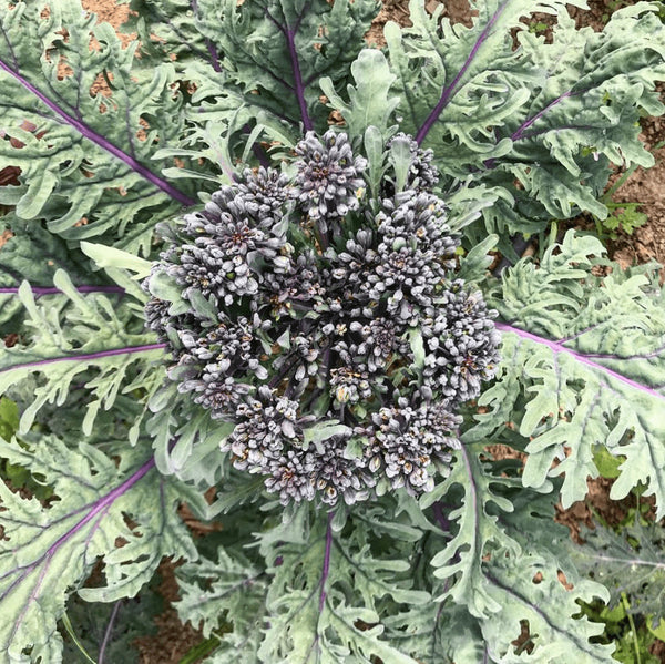 Organic Broccoli 'Purple Peacock'