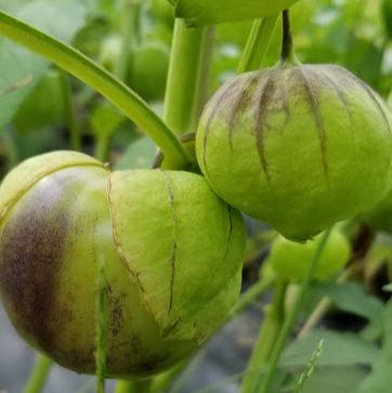 Tomatillo 'Purple Blush' bio