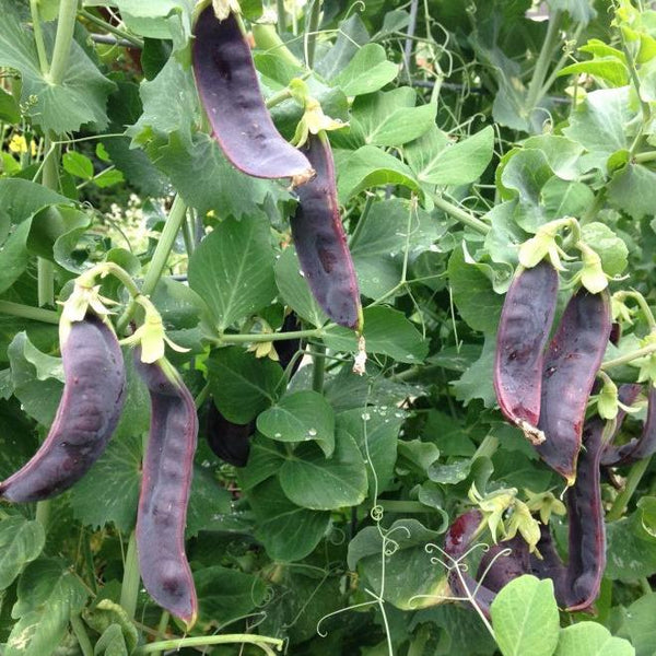 Snow Peas 'Purple Mist' organic