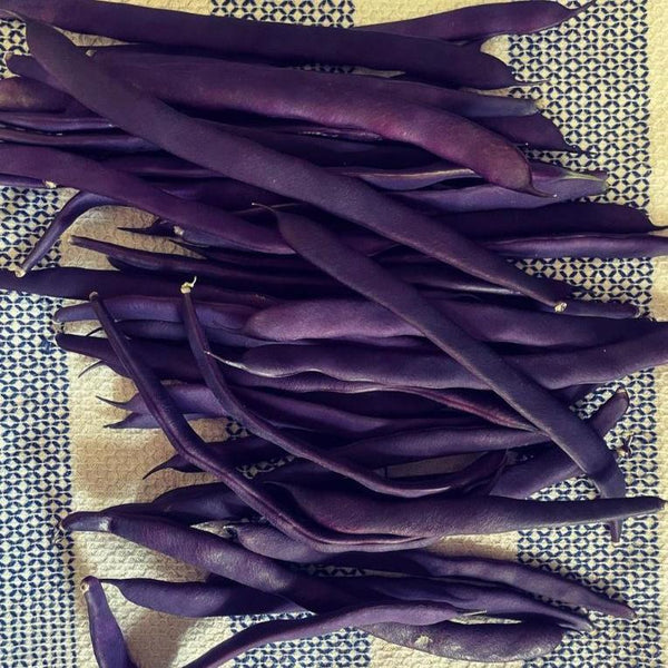 Pole Bean 'Purple Peacock' organic