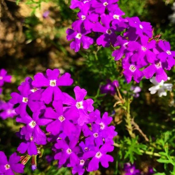 Verbena 'Purple Top' Organic 