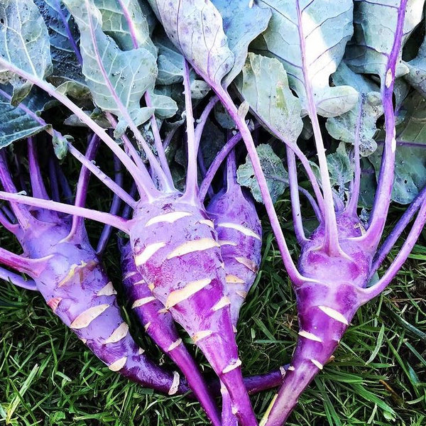 Kohlrabi 'Purple Vienna' organic