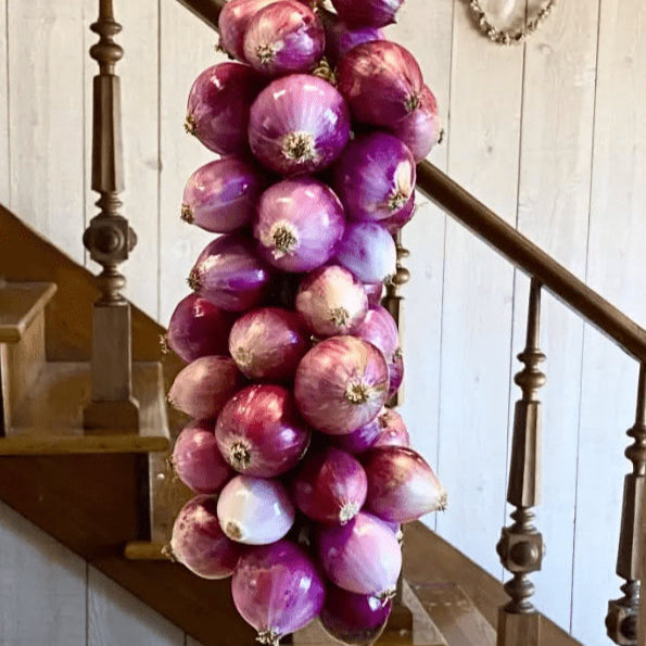 Onion 'Purplette' organic