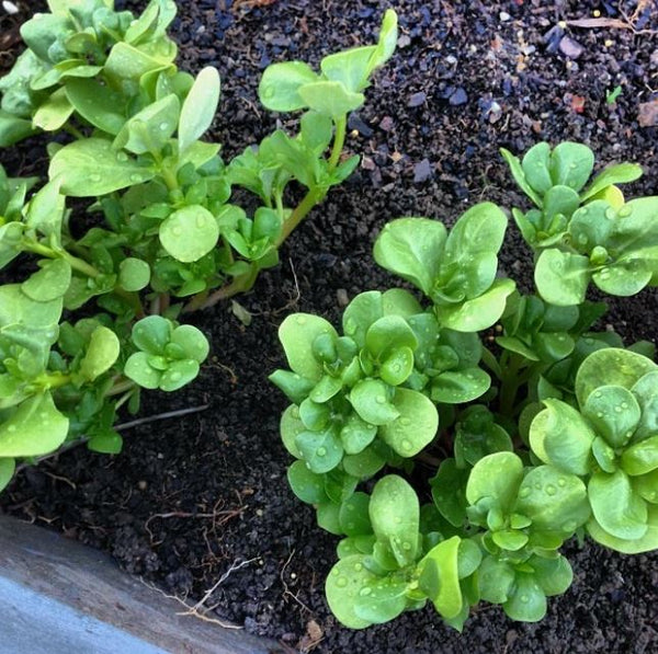 Organic purslane