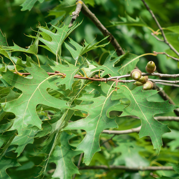 Red oak