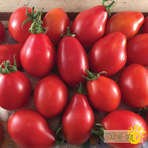 Tomate Rouge à Sauce Napoli a Fiaschetto