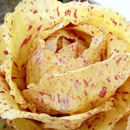 Chicorée Radicchio 'Di Castelfranco Variegata'