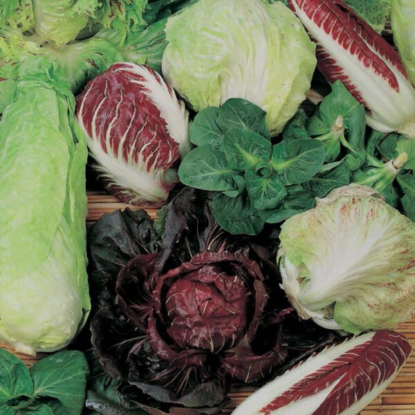 Chicorée 'Radicchio Palla Rossa 2 Hiver'