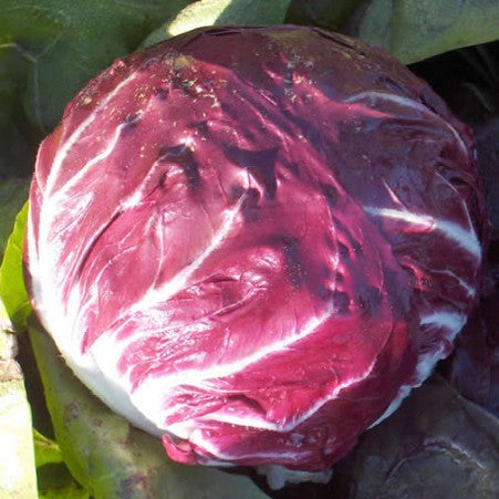 Chicory Radicchio 'Palla Rossa' Semi-Early