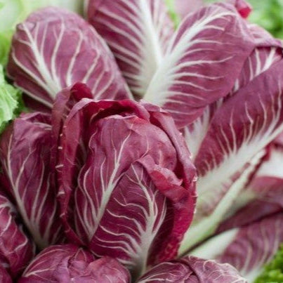 Radicchio 'Palla Rossa 2 Winter'