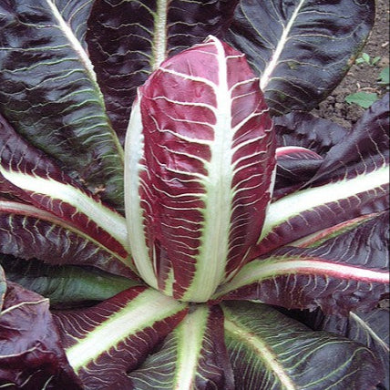 Radicchio précoce 'Treviso Select'