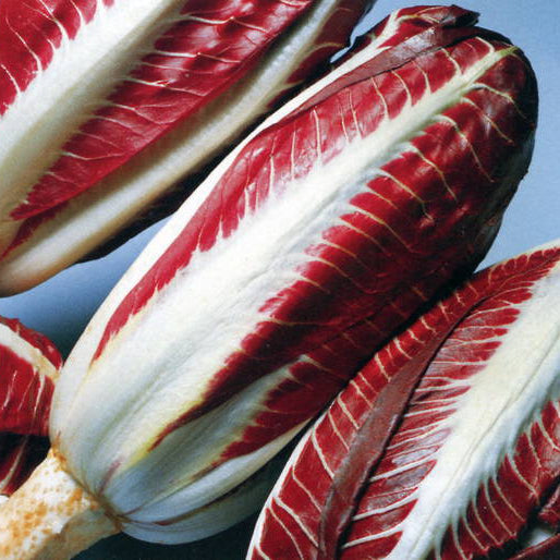 Chicory 'Rossa Di Treviso'