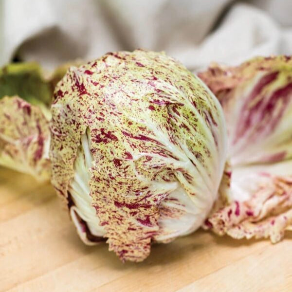 Chicory 'Variegata Di Lusia'