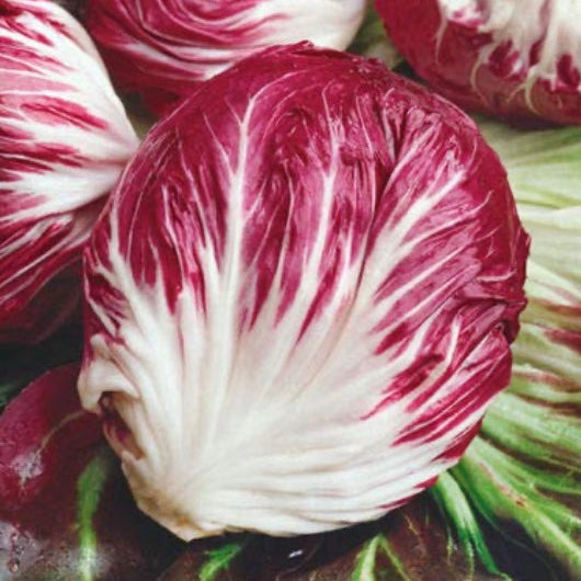 Radicchio Chicory 'Rossa Di Verona'