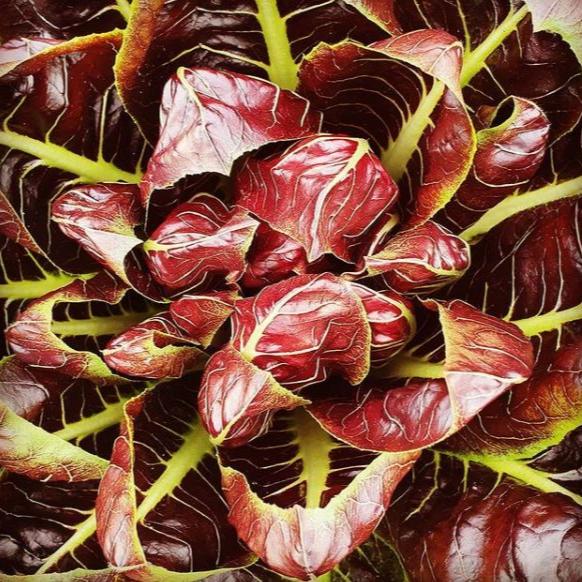 Radicchio (Treviso) di Treviso organic