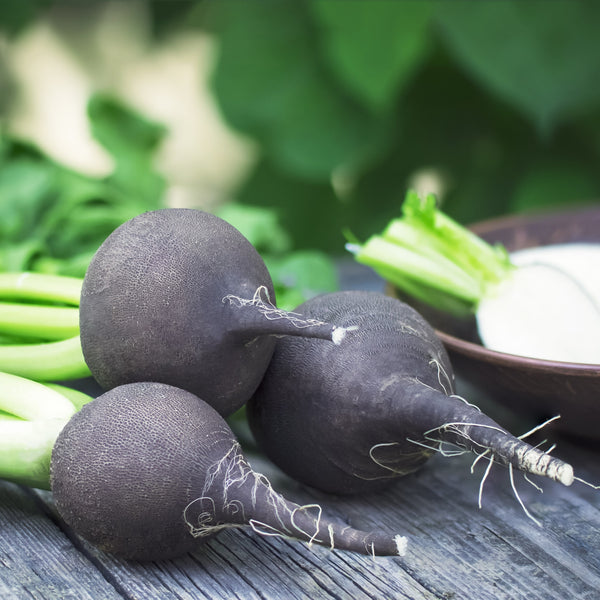  Radish Spanish Black Round