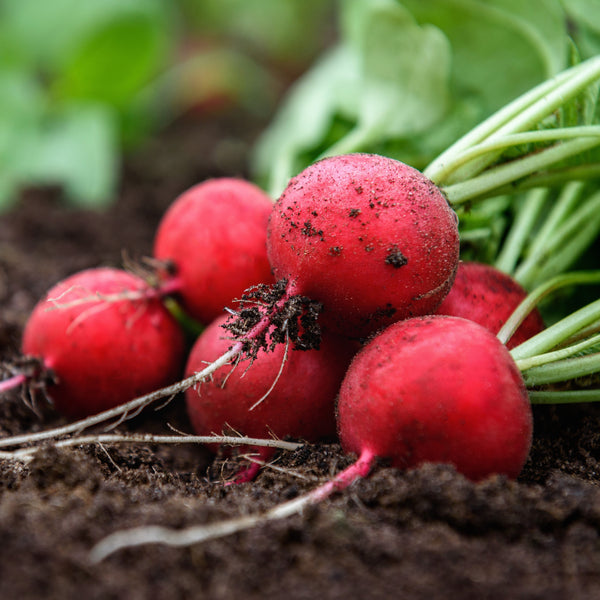 Radish 'Rover' F1