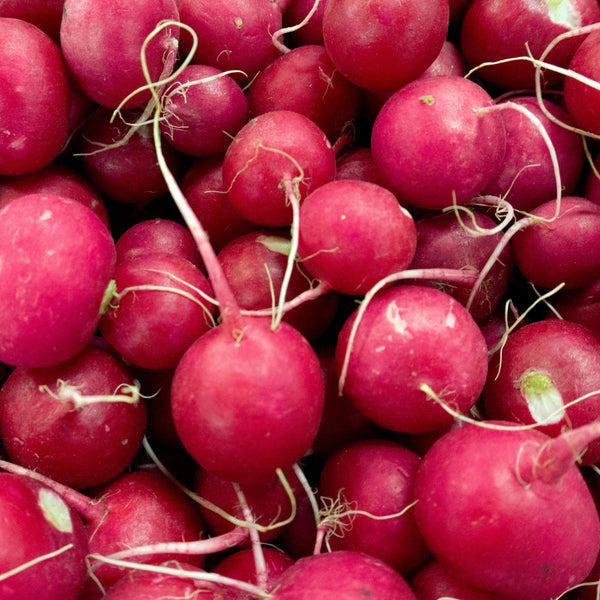 Radish 'Early Scarlet Globe' organic