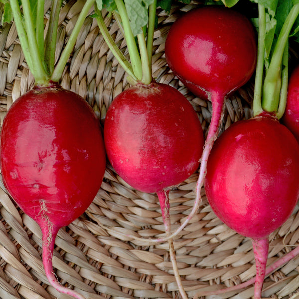 Organic 'Giant of Sicily' radish