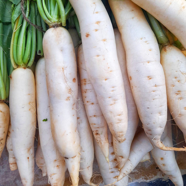 Radis 'Glaçon Blanc'