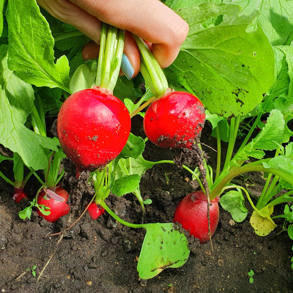 Radish 'Poker'