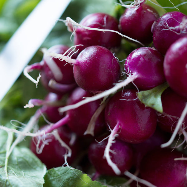 Radish 'Purpella' F1