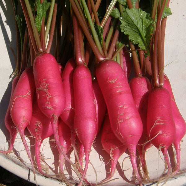 Organic 'Shunkyo' radish