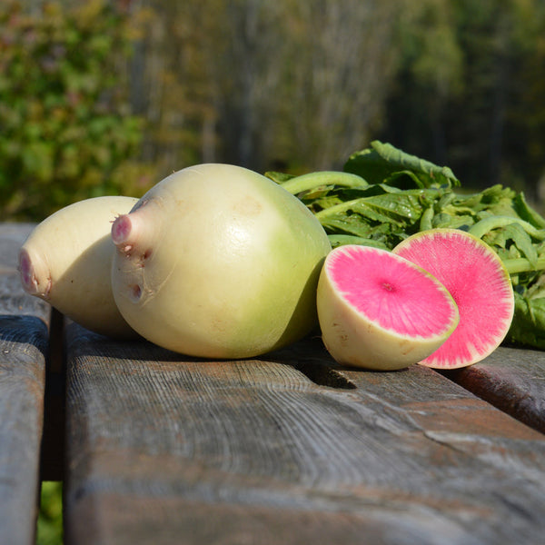 Organic 'Watermelon' Radish