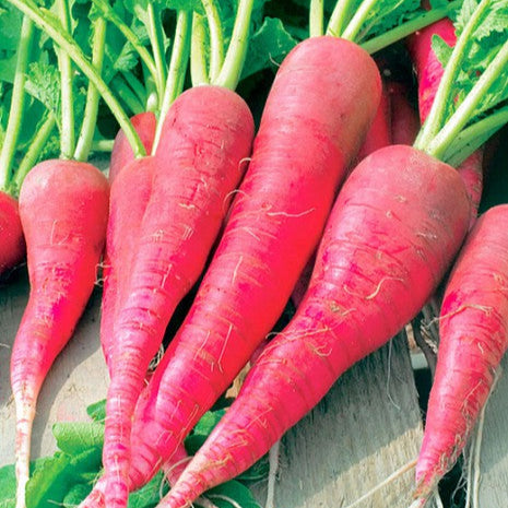 Red Candlestick Radish 'Candela di Fuoco'