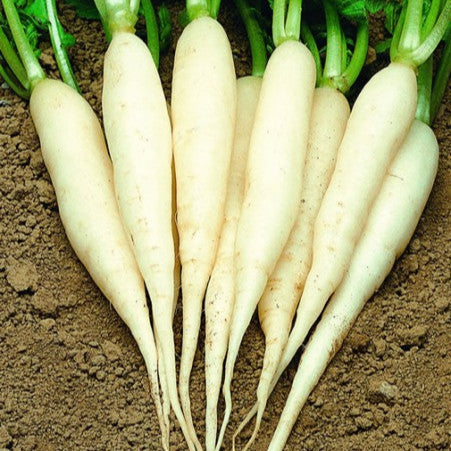 Radish 'long white icicle'