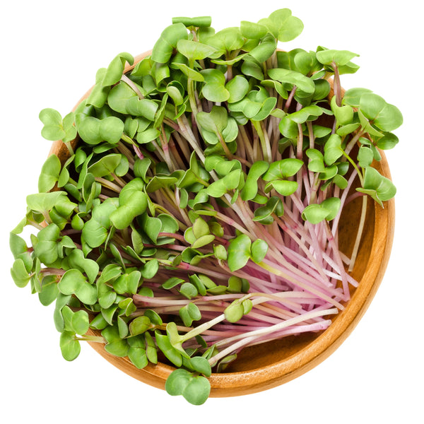 Sprouts / Microgreens Chinese Pink Radish