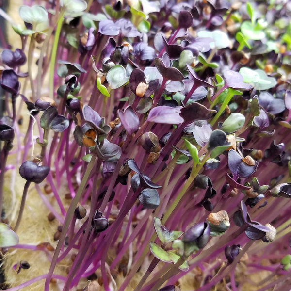 Sprouts / Microgreens Radish Rambo