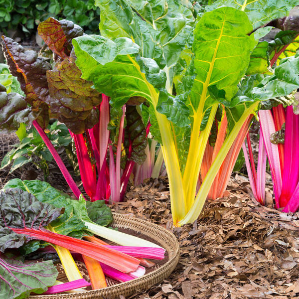 Swiss chard 'Rainbow'