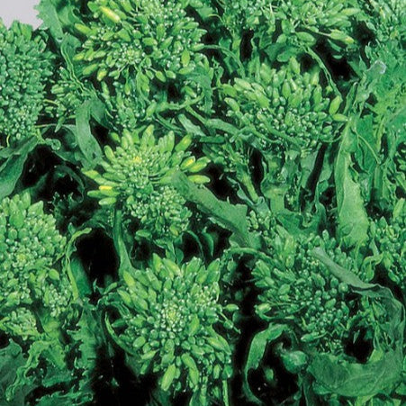 Rapini 'Riccia di San Marzano Sessantina' (60 jours)