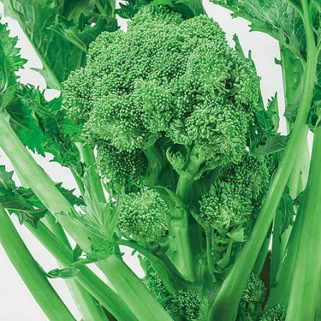 Rapini 'Broccoli Rabe Lecesse St.Martino' (60 jours)